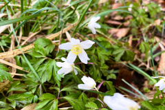 brevetspring1