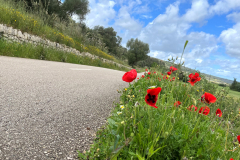 Tag-1-mohn